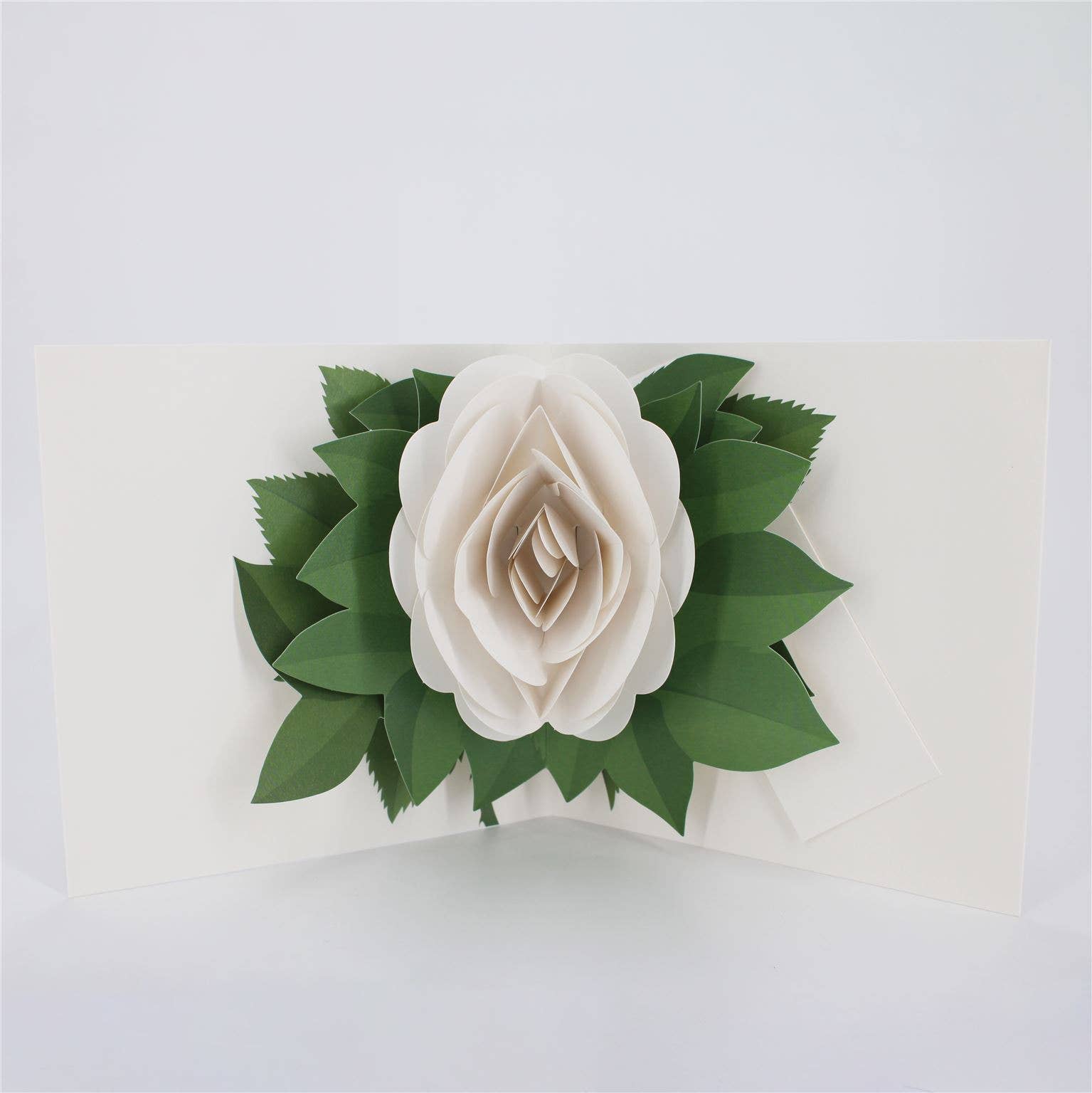Simply A Rose: White - 2toTango - Second Nature