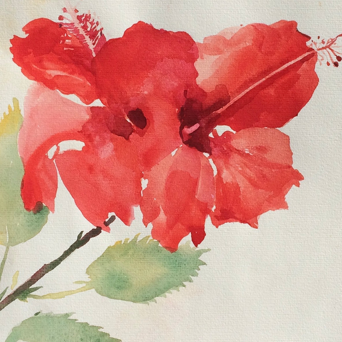 Hibiscus Cards Pack of 4