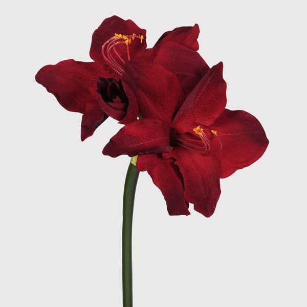 Scarlet Velvet Amarylis