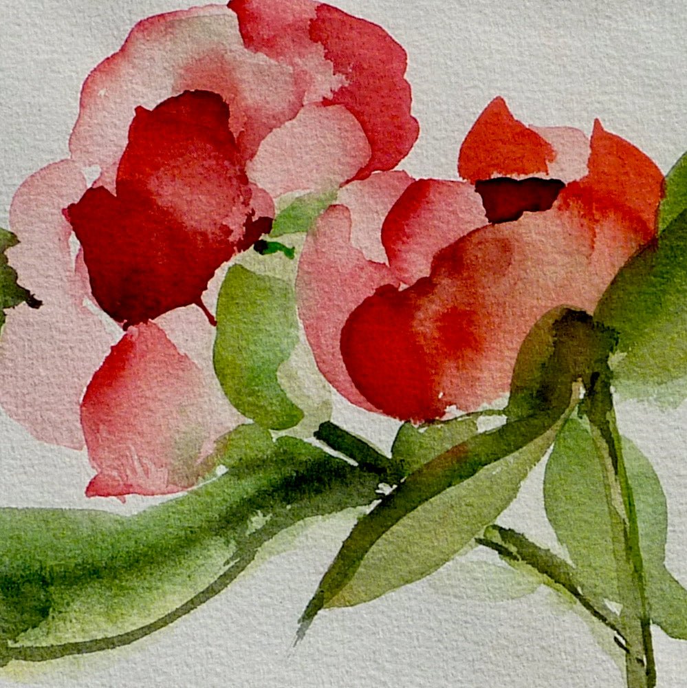 Peony Rose Pack of 4 Cards - The Nancy Smillie Shop - Art, Jewellery & Designer Gifts Glasgow