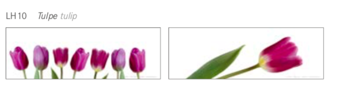 4 Tulip Sleeves for tea-light or Candle - Gifts - Scotland