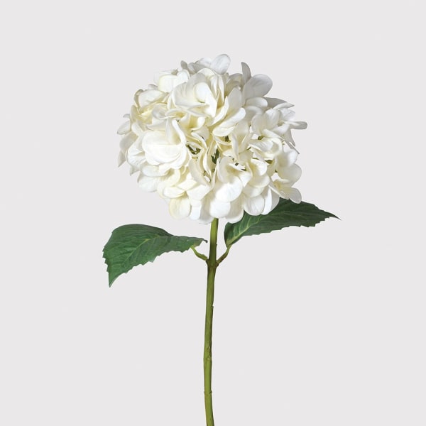 White Hydrangea