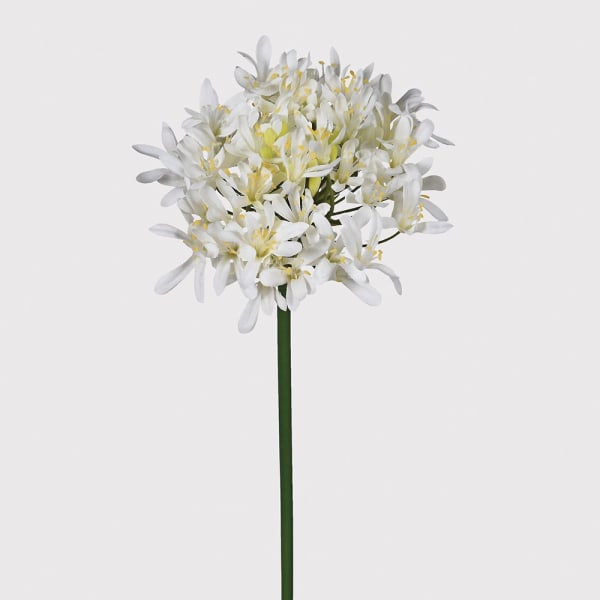 White Agapanthus Spray