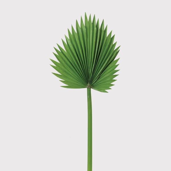 Green Fan Palm Leaf - The Nancy Smillie Shop - Art, Jewellery & Designer Gifts Glasgow