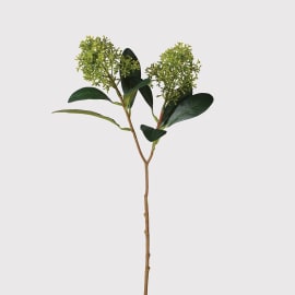 Green Skimmia Spray | The Nancy Smillie Shop - Art, Jewellery & Designer Gifts Glasgow Scotland