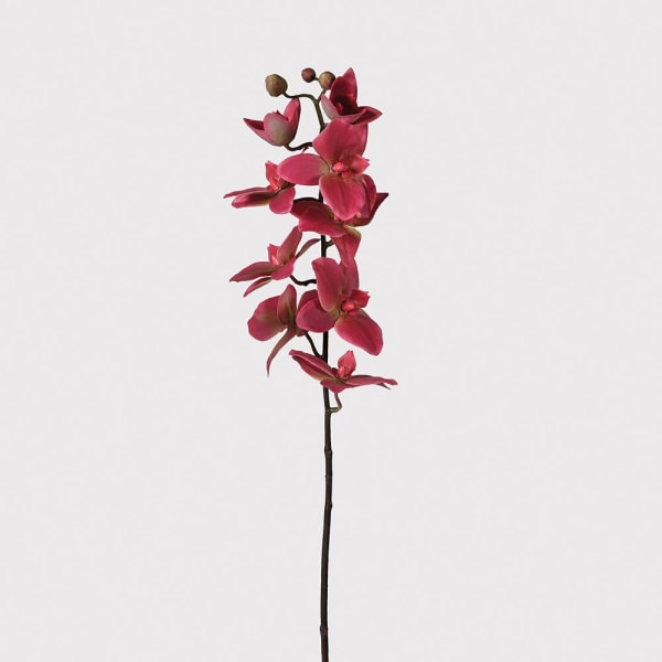 Pink Phalaenopsis Stem - The Nancy Smillie Shop - Art, Jewellery & Designer Gifts Glasgow