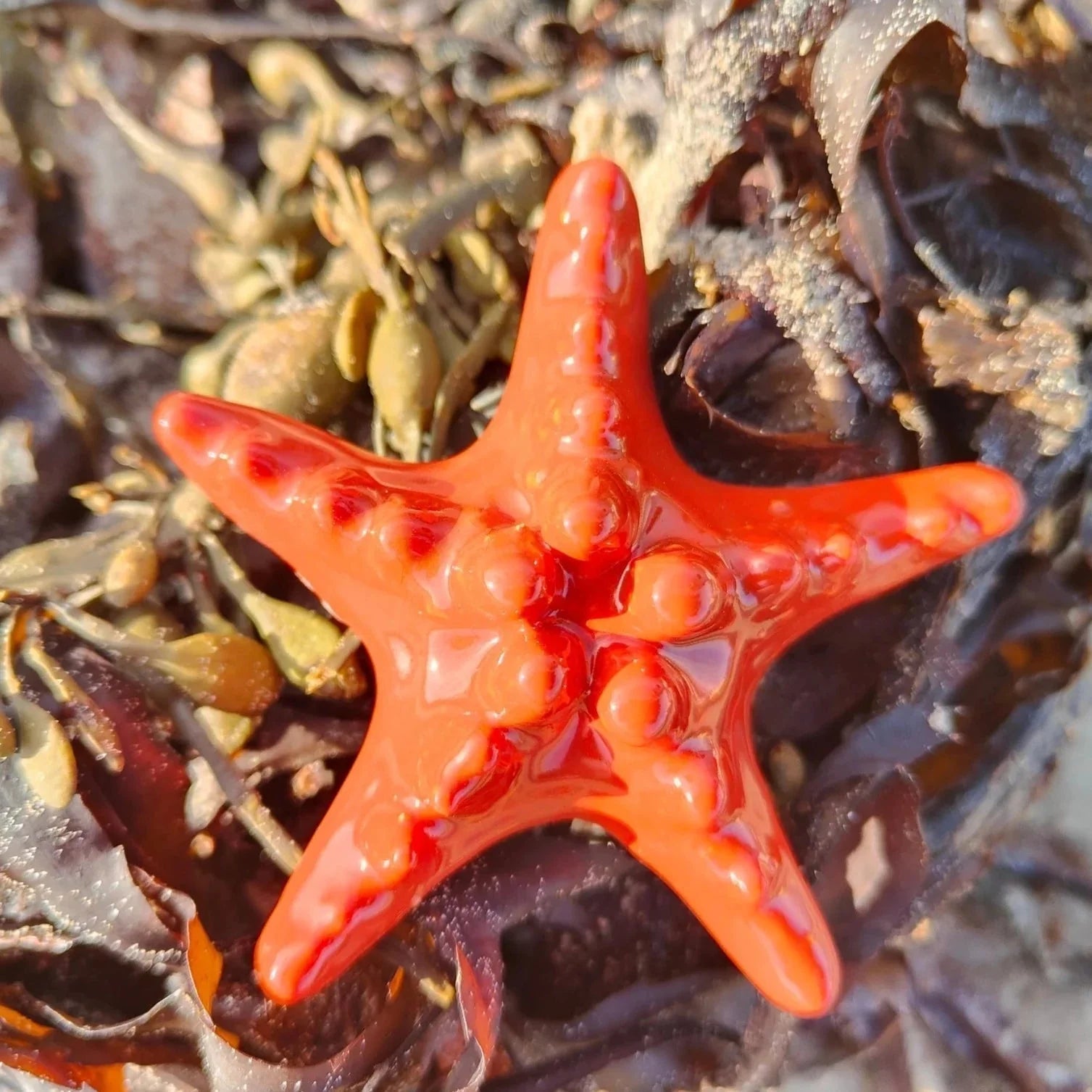 Small Starfish Ceramic Art - The Nancy Smillie Shop - Art, Jewellery & Designer Gifts Glasgow