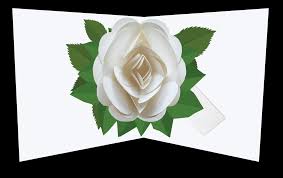 White Rose Pop Up Card - The Nancy Smillie Shop - Art, Jewellery & Designer Gifts Glasgow